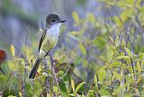 Stolid Flycatcher